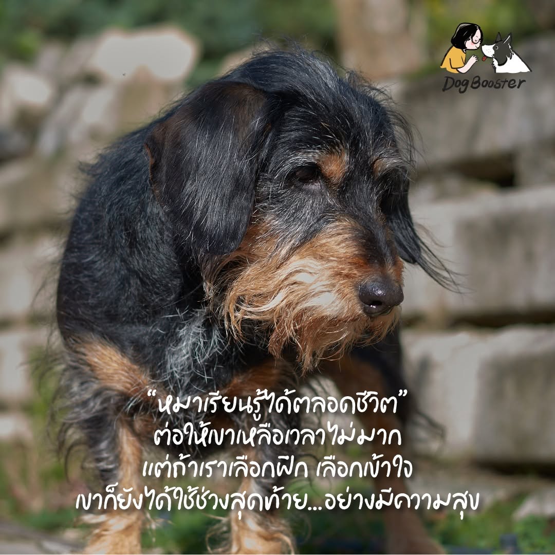 สุนัขฝึกได้ทุกช่วงอายุ