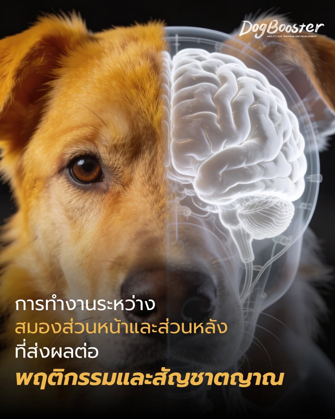 ส่องสมองน้องหมา