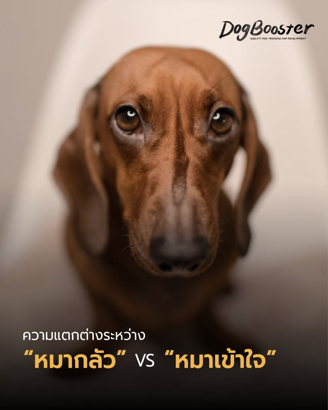 หมาทำเพราะเข้าใจหรือกลัว