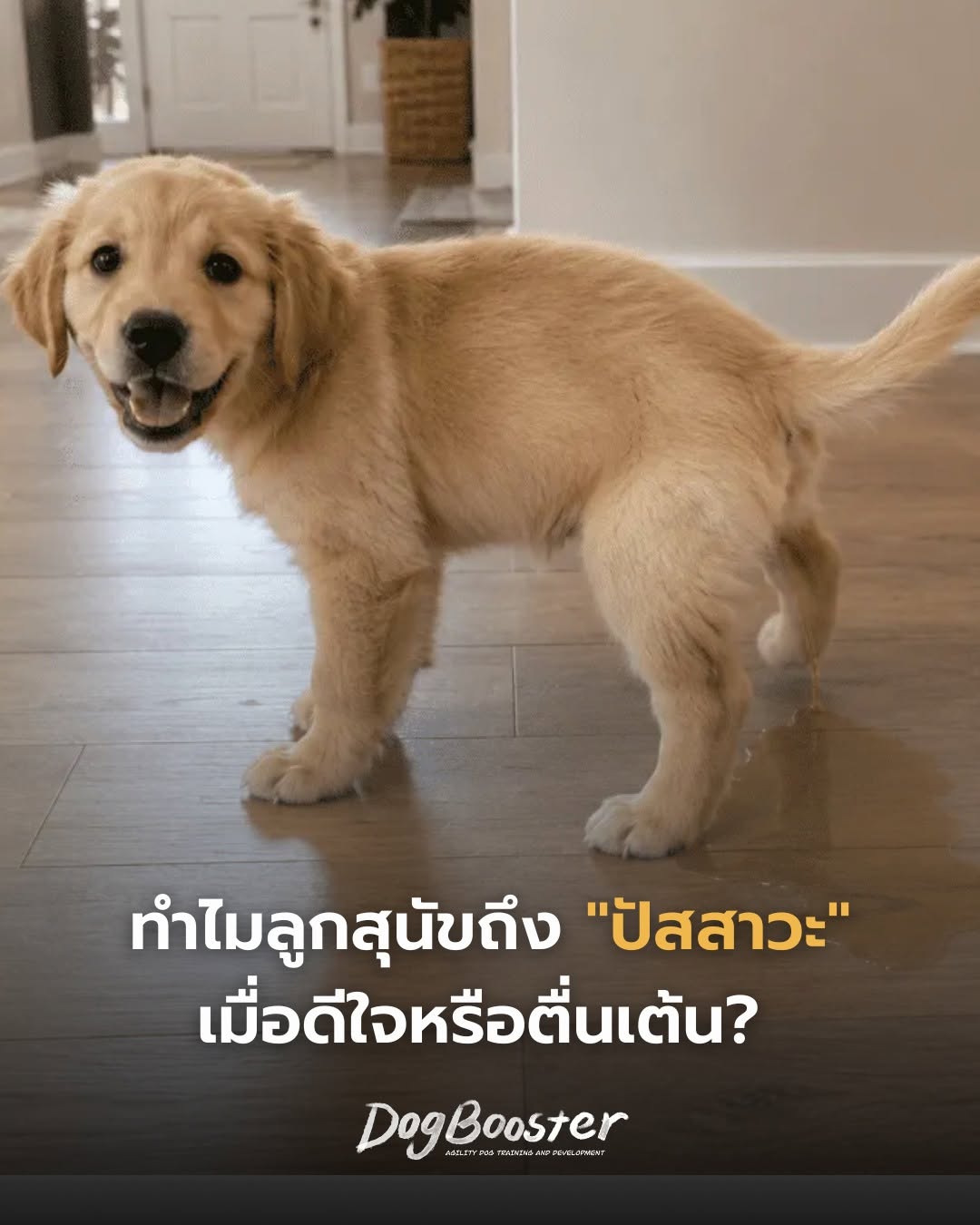 ลูกสุนัขปัสสาวะเมื่อตื่นเต้น