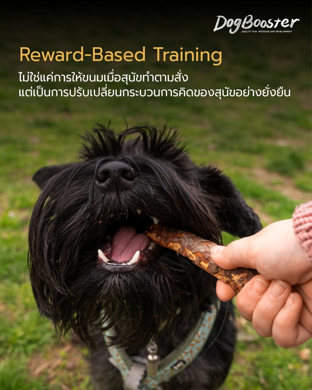 Reward-Based Training