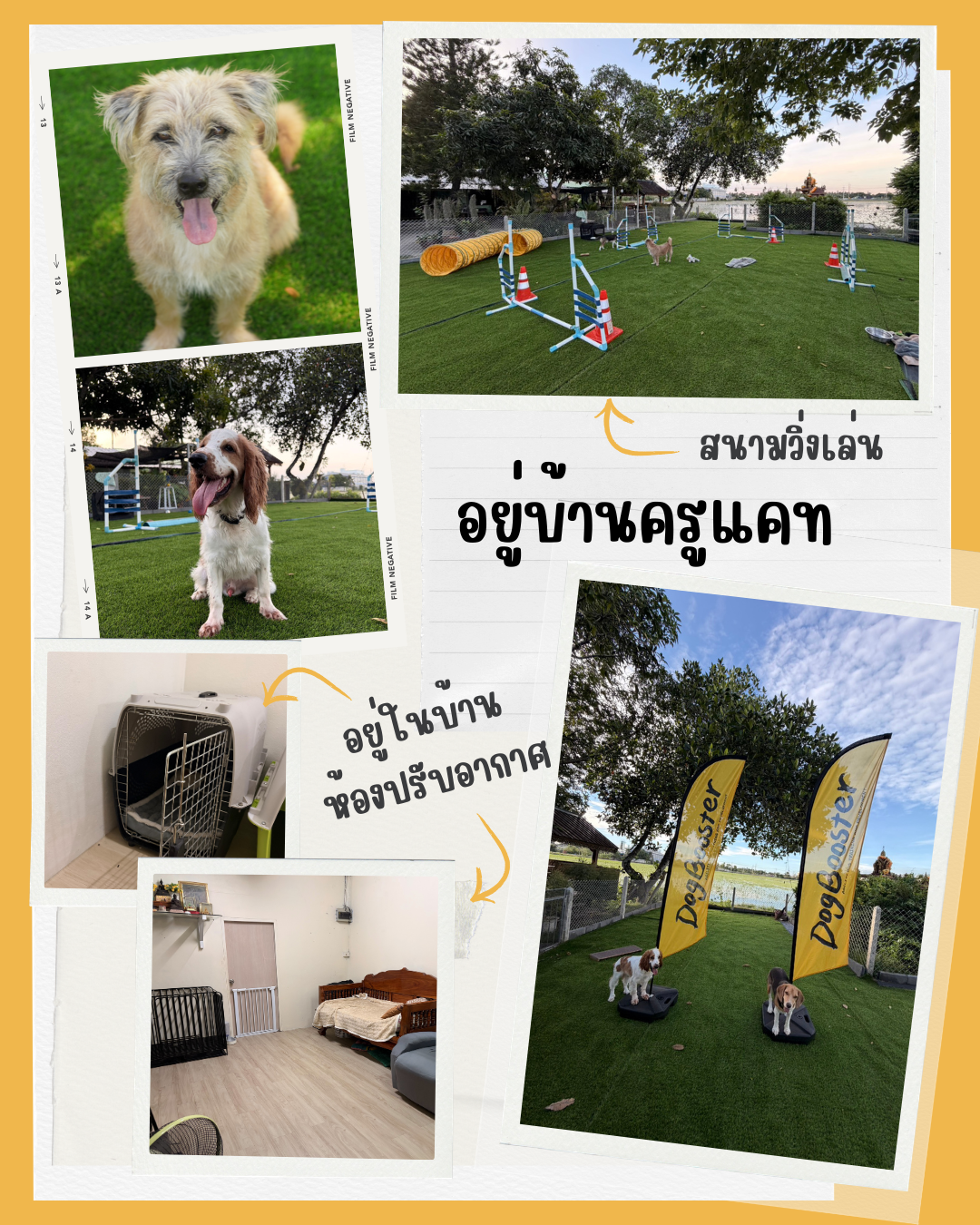 ฝากฝึกกับครูแคทนิช